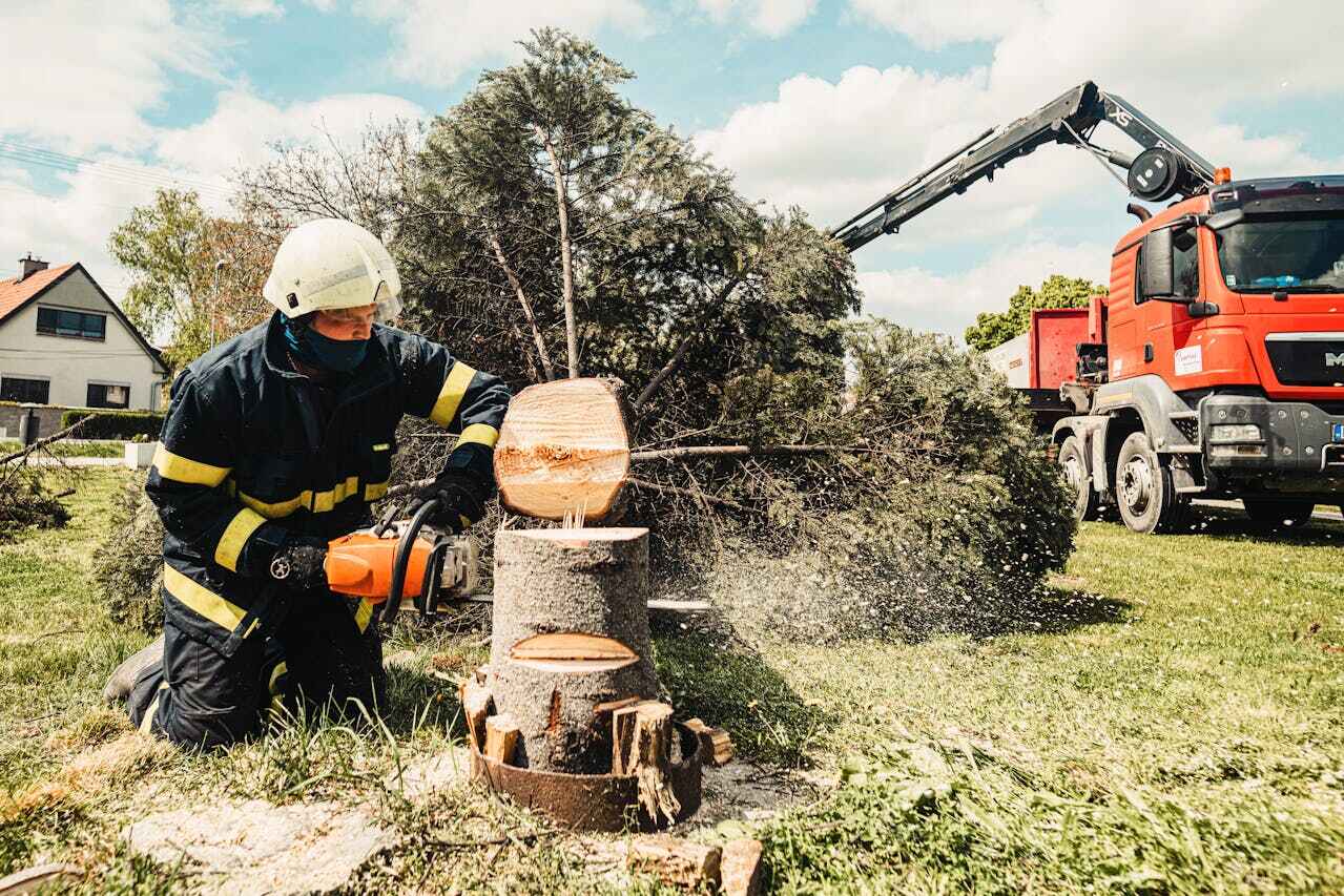 The Steps Involved in Our Tree Care Process in Huron, CA